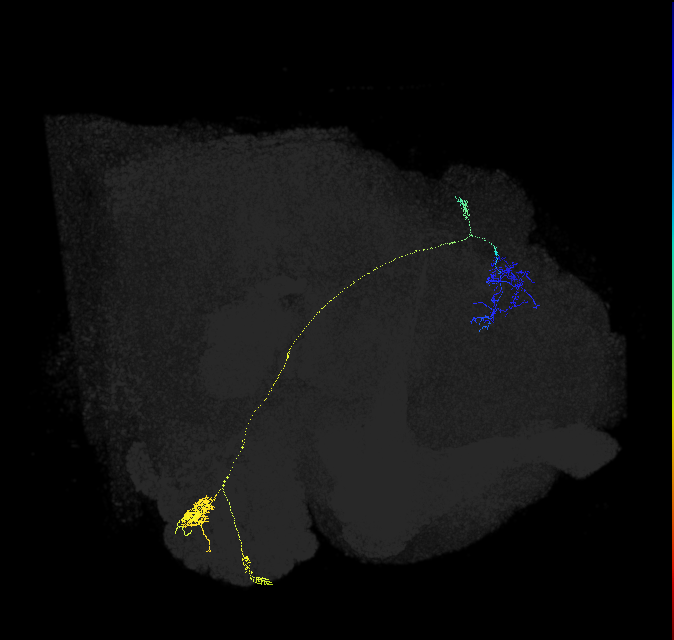 adult antennal lobe projection neuron VM3 adPN