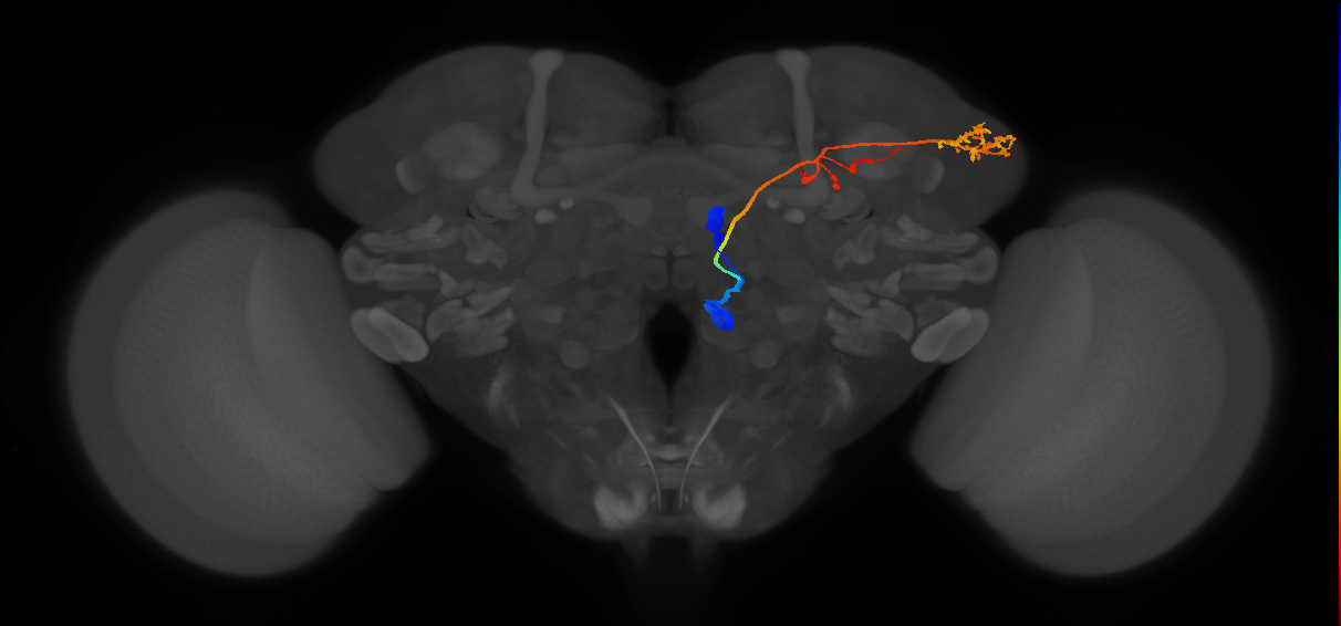 VM3_adPN_R (FlyEM-HB:1851389175)