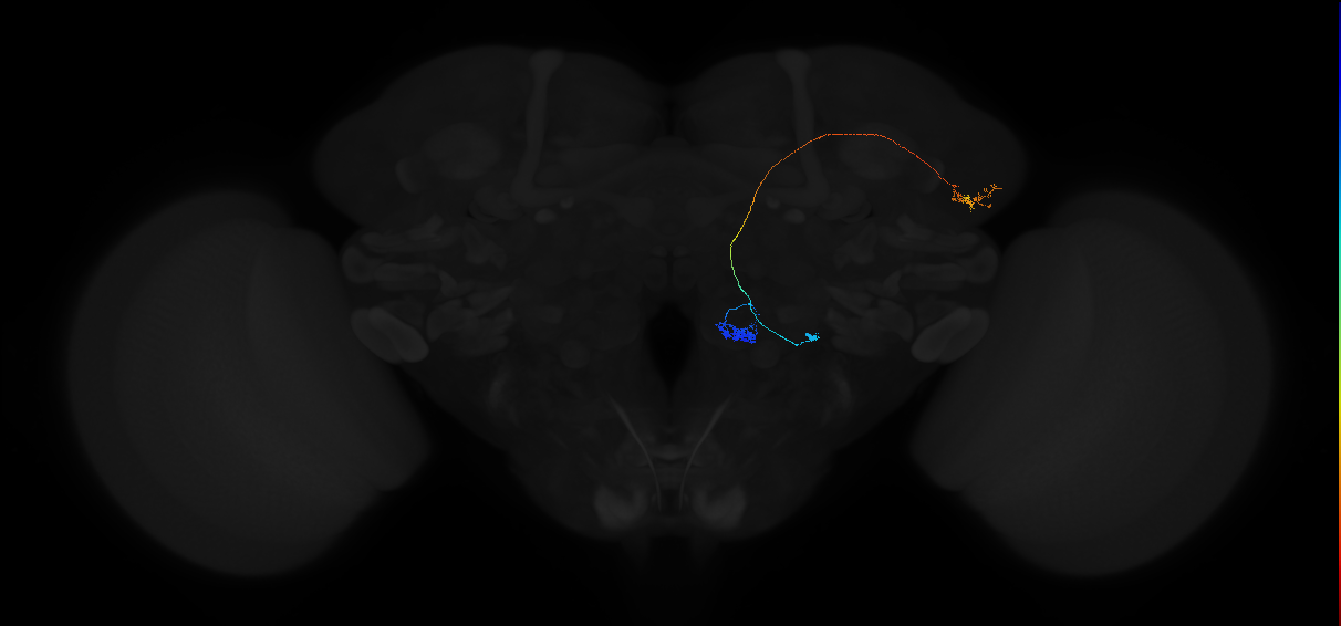 adult antennal lobe projection neuron VM4 lvPN