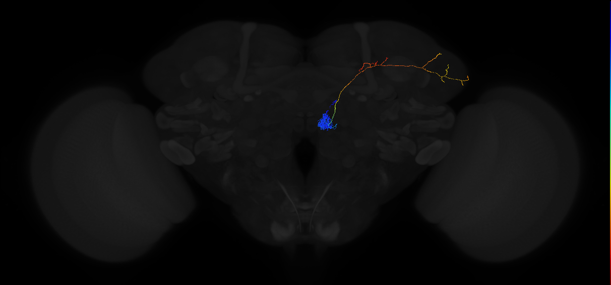 adult antennal lobe projection neuron VM5d adPN