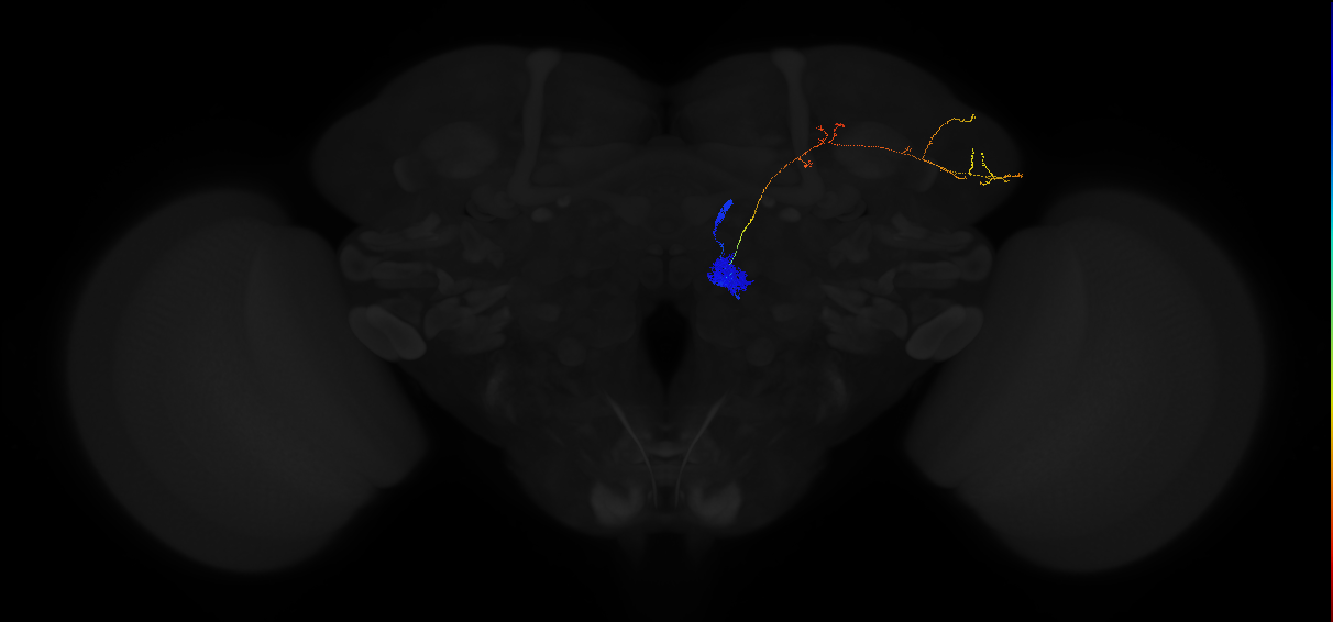 adult antennal lobe projection neuron VM5v adPN