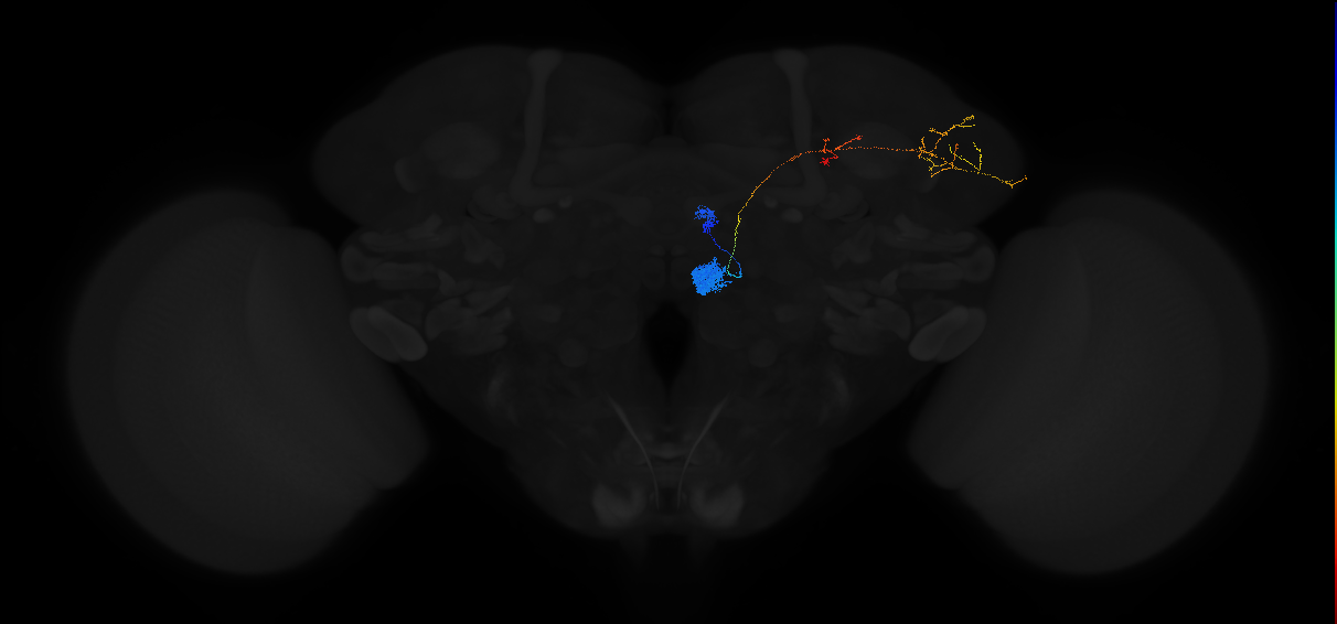 adult antennal lobe projection neuron VM7 adPN