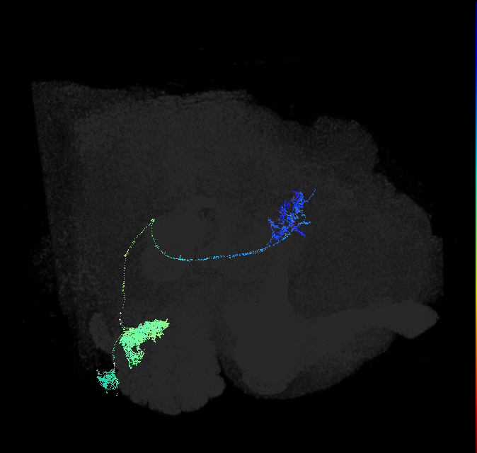 adult antennal lobe projection neuron VP1d+VP4 l2PN2