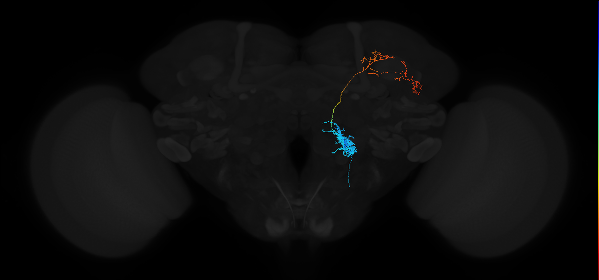 adult bilateral antennal lobe projection neuron VP1l+VP3 ilPN