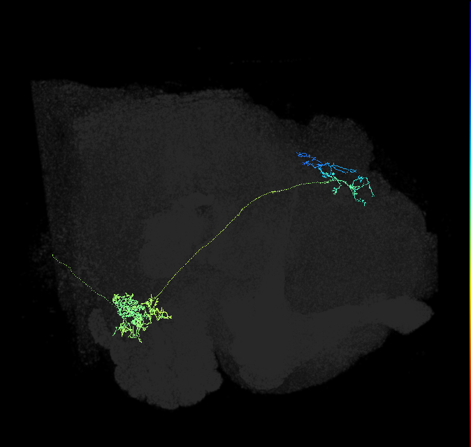 adult bilateral antennal lobe projection neuron VP1l+VP3 ilPN