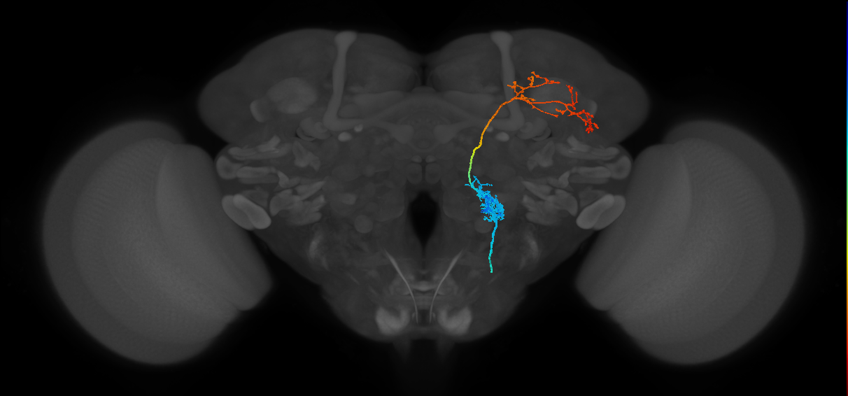 VP1l+VP3_ilPN (FlyEM-HB:850717220)