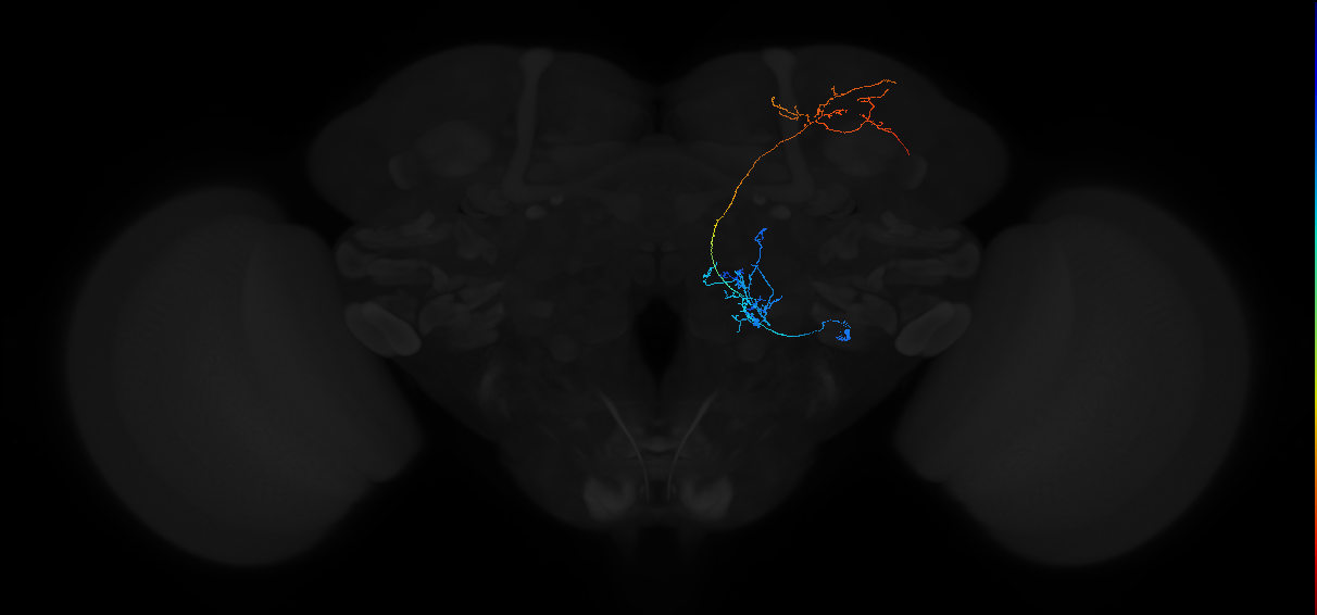 uniglomerular antennal lobe projection neuron