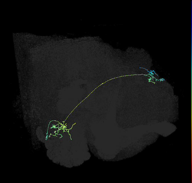 VP1l+_lvPN_R (FlyEM-HB:2289223313)