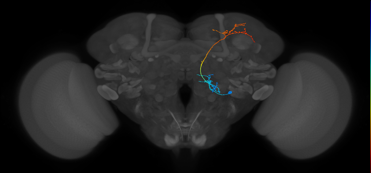 VP1l+_lvPN_R (FlyEM-HB:2289223313)