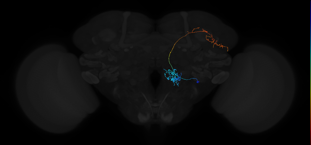 adult antennal lobe projection neuron VP1m+VP2 lvPN 2