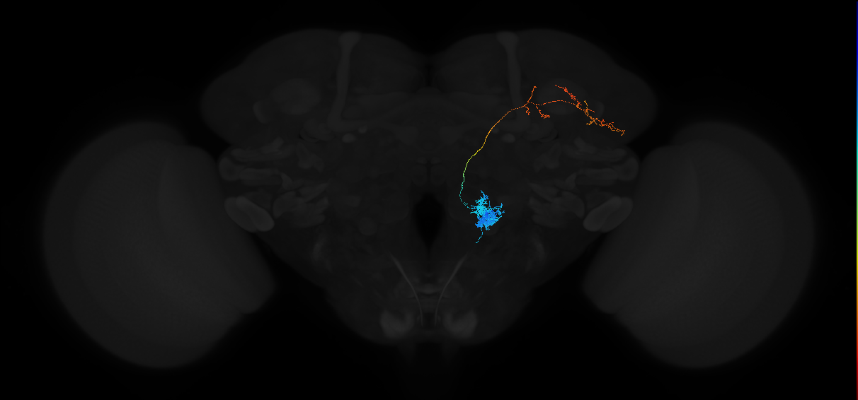 adult antennal lobe projection neuron VP1m+VP5 ilPN
