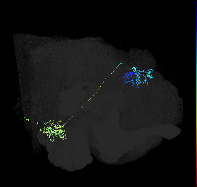 adult antennal lobe projection neuron VP1m+ lvPN
