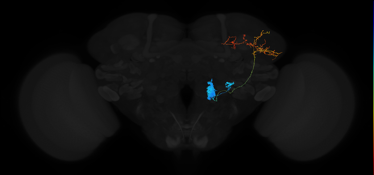 adult antennal lobe projection neuron VP1m l2PN