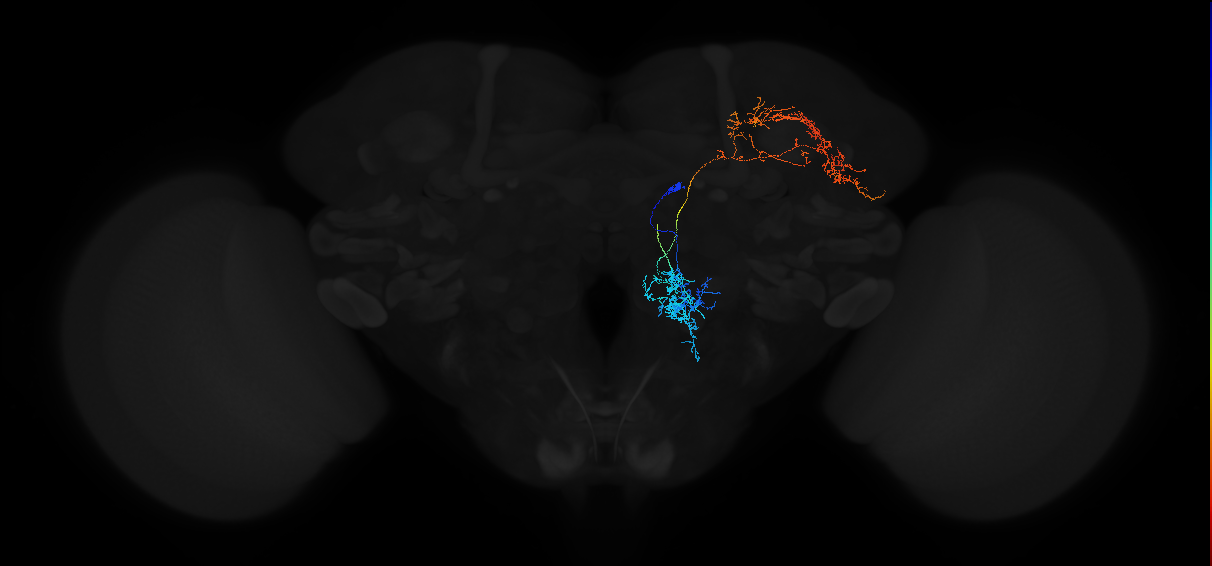 adult antennal lobe projection neuron VP2+ adPN