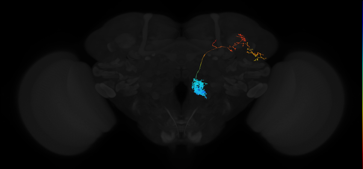 adult antennal lobe projection neuron VP2 adPN