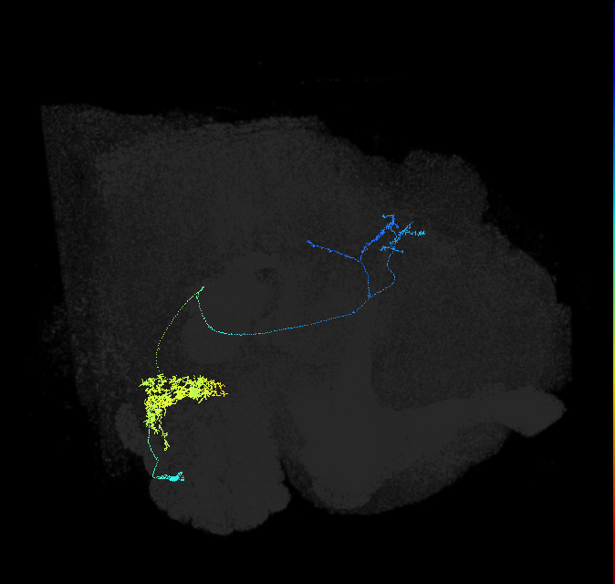 adult antennal lobe projection neuron VP2 l2PN