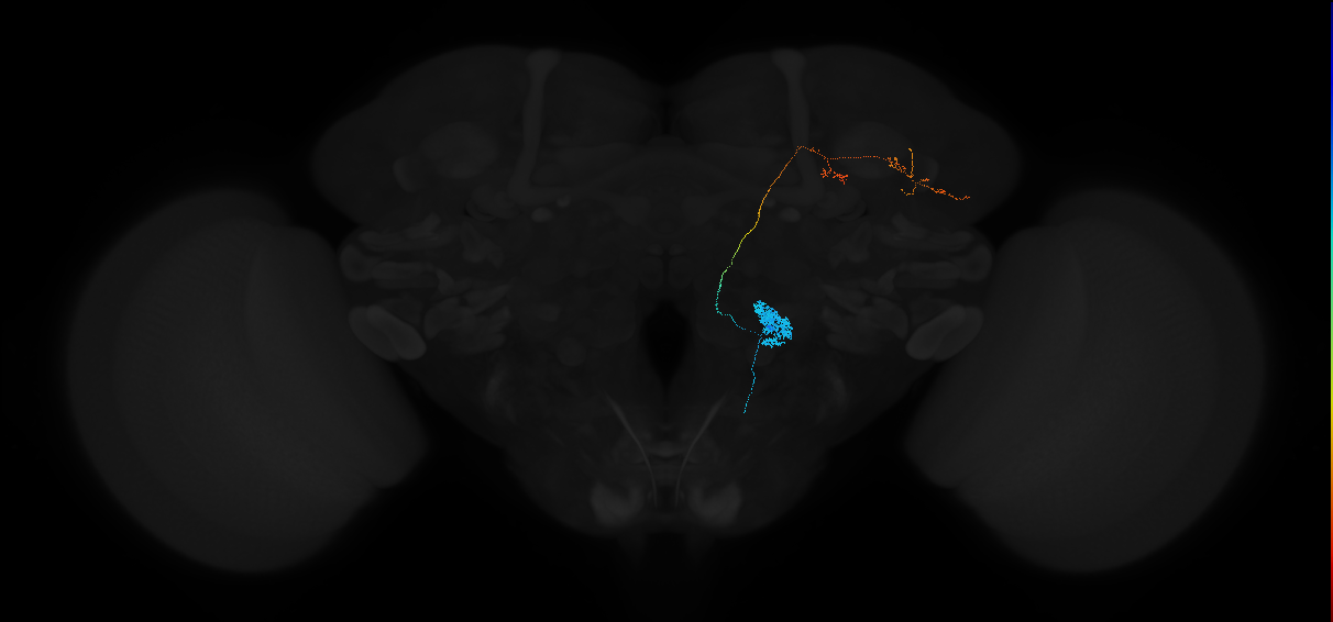 adult oligoglomerular antennal lobe projection neuron