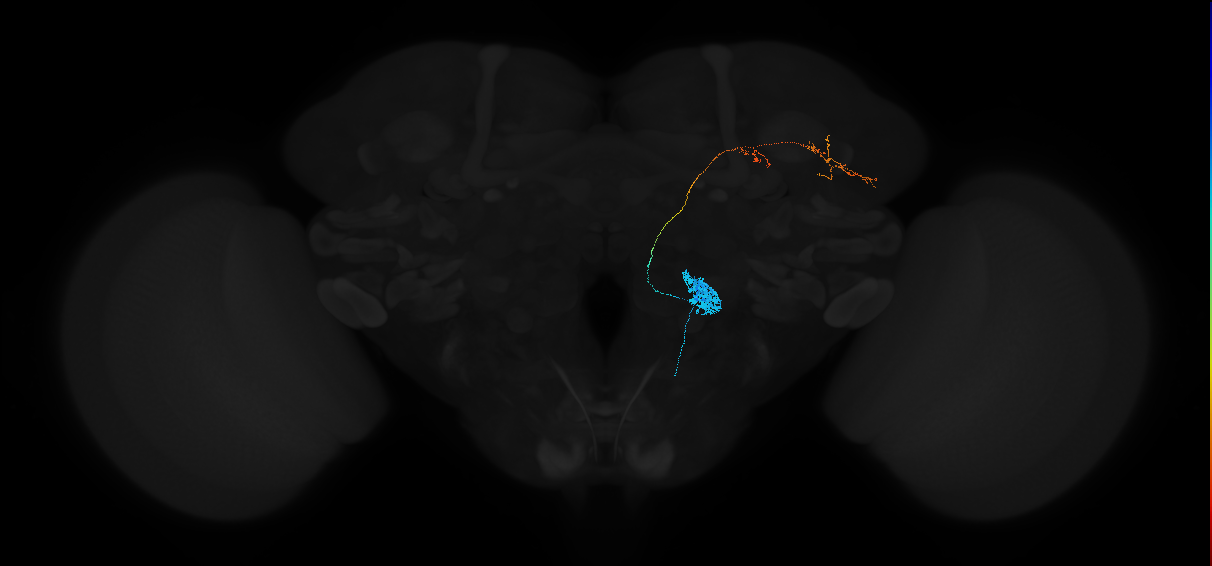 adult multiglomerular antennal lobe projection neuron of SEZ