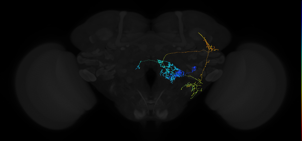 adult multiglomerular antennal lobe projection neuron VP4+VP2+VL1 l2PN