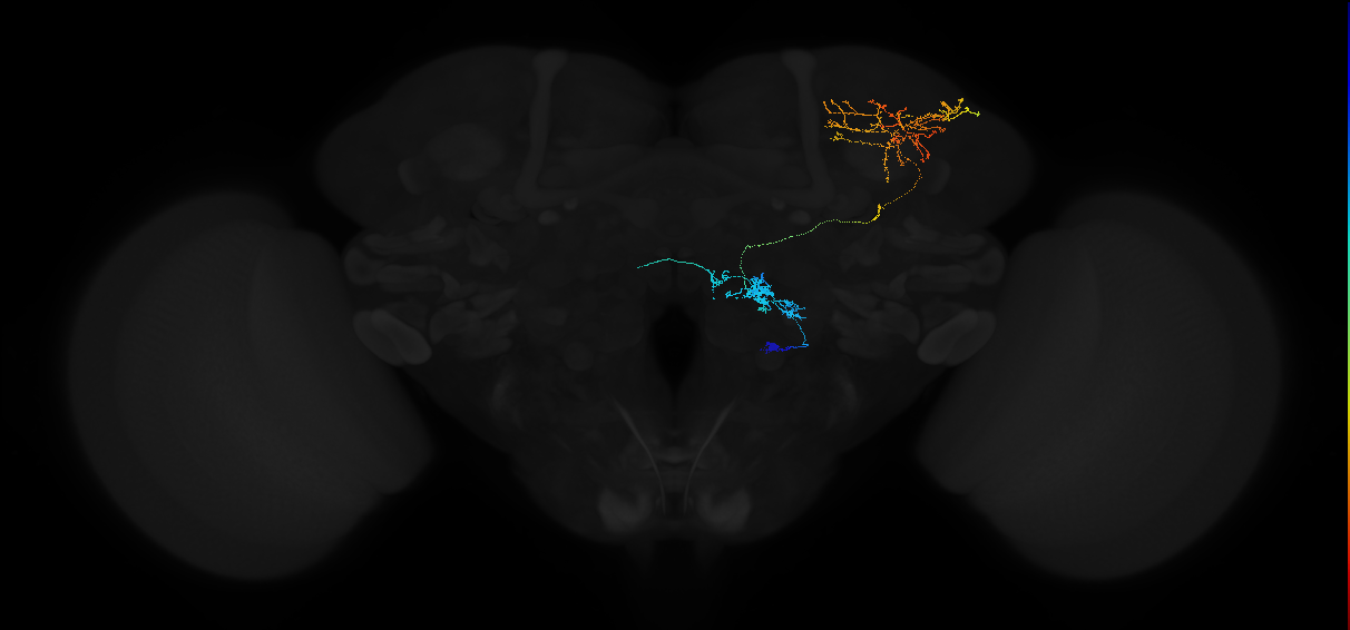 adult antennal lobe projection neuron VP4+ vPN