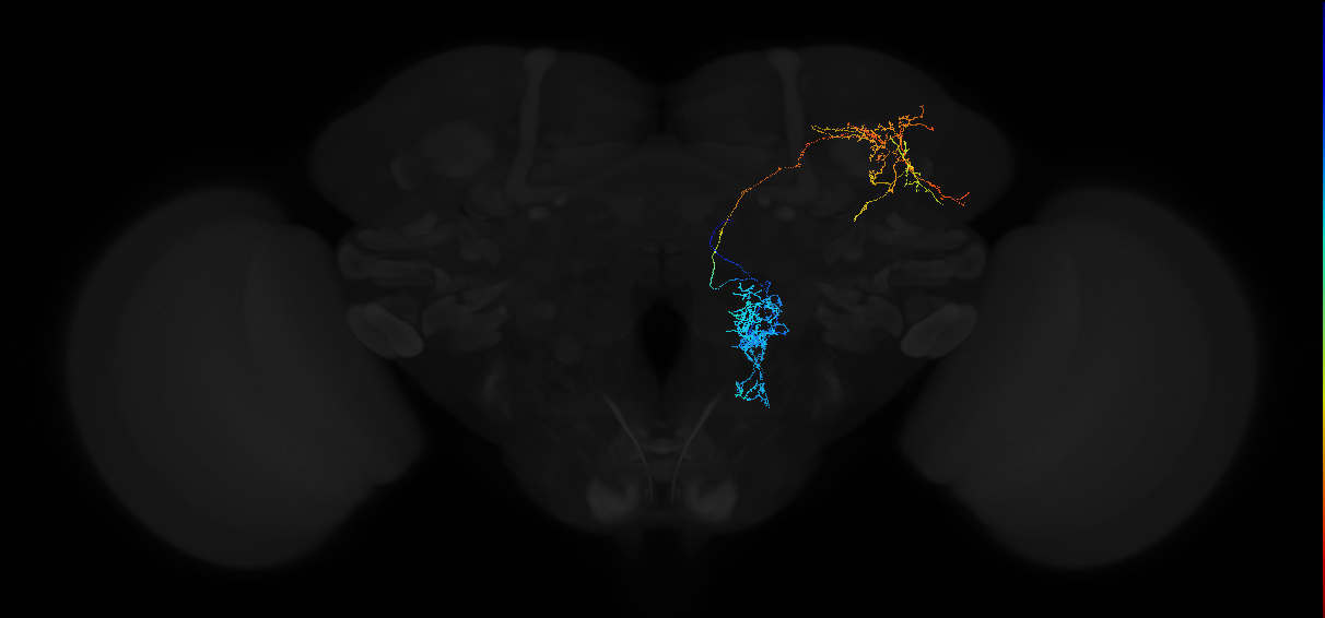 adult uniglomerular projection neuron VP5+SEZ adPN