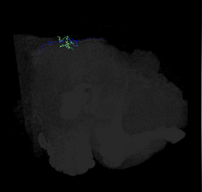 VS(LPTC) (FlyEM-HB:5813049185)