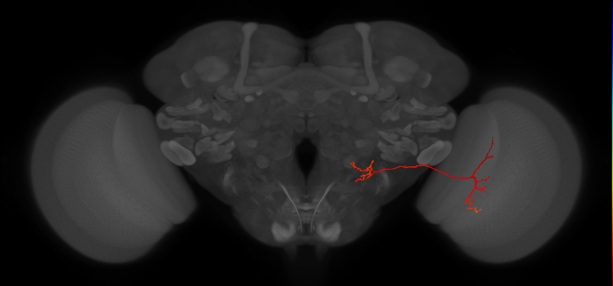 VS(LPTC) (FlyEM-HB:5813049185)