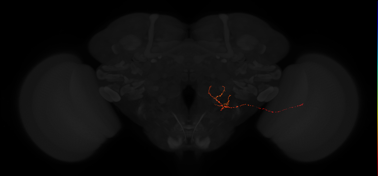 lobula plate giant neuron