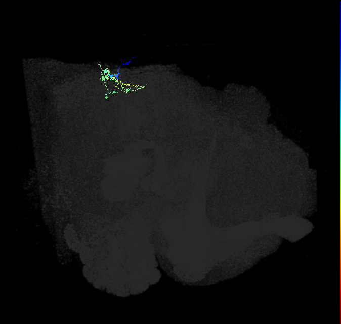 VS(LPTC) (FlyEM-HB:1805481901)