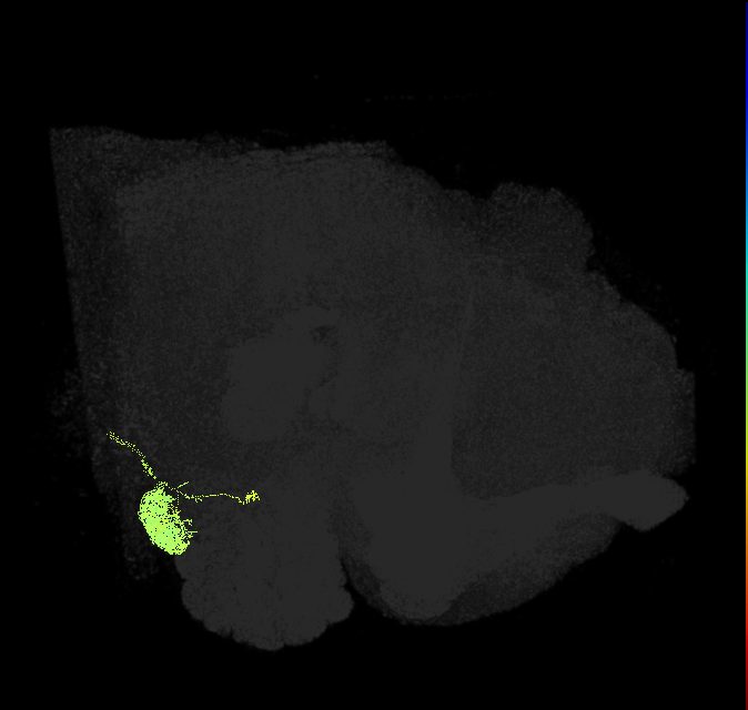 adult antennal lobe projection neuron of SEZ