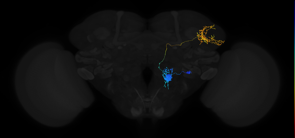 adult uniglomerular antennal lobe projection neuron V l2PN