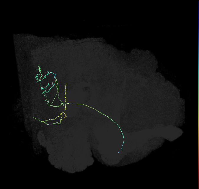 WED003_R (FlyEM-HB:2155574014)