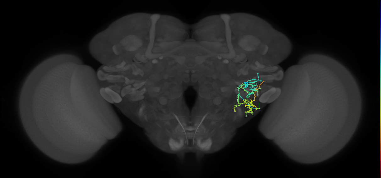 WED015_R (FlyEM-HB:5812989040)