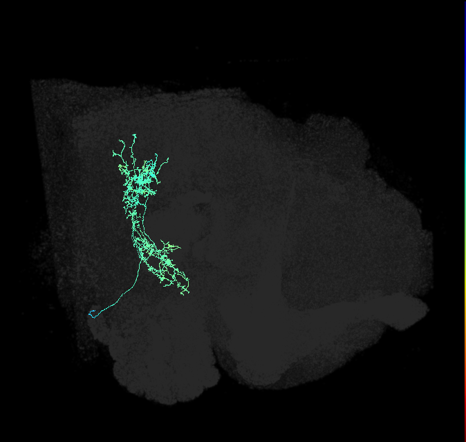adult wedge neuron 018
