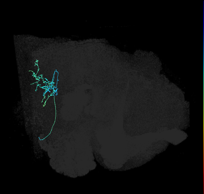 WED030_R (FlyEM-HB:5813047516)