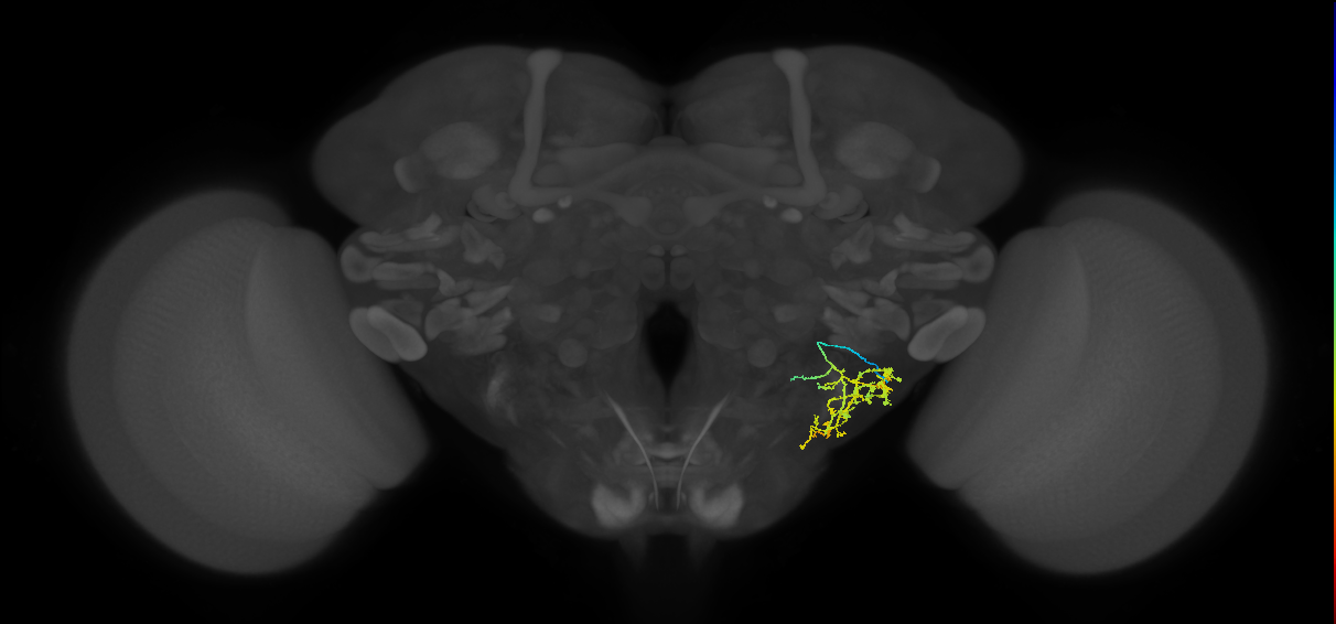 WED030_R (FlyEM-HB:5813047516)