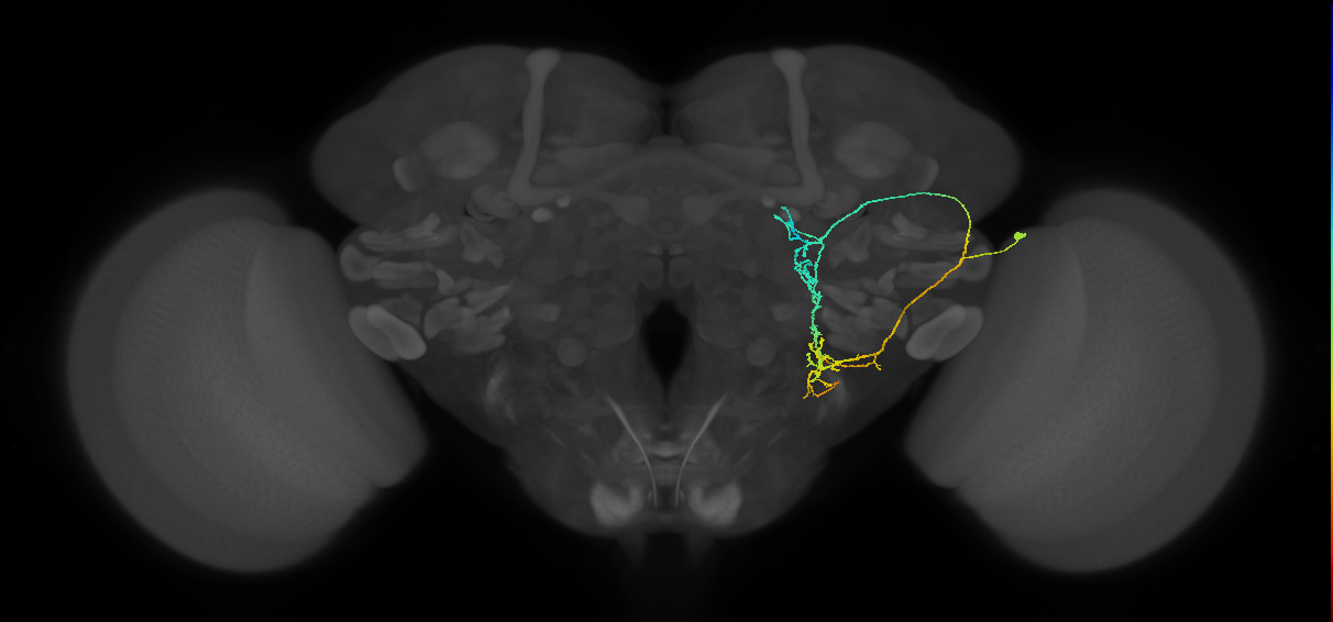 WED035_R (FlyEM-HB:1260884332)
