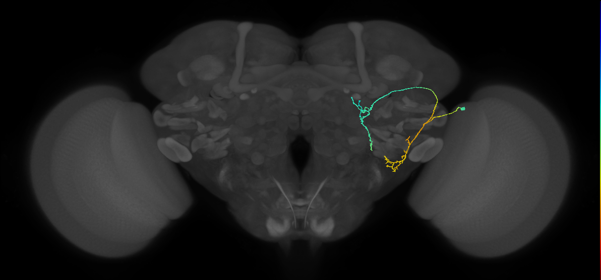 WED036_b_R (FlyEM-HB:5813054821)