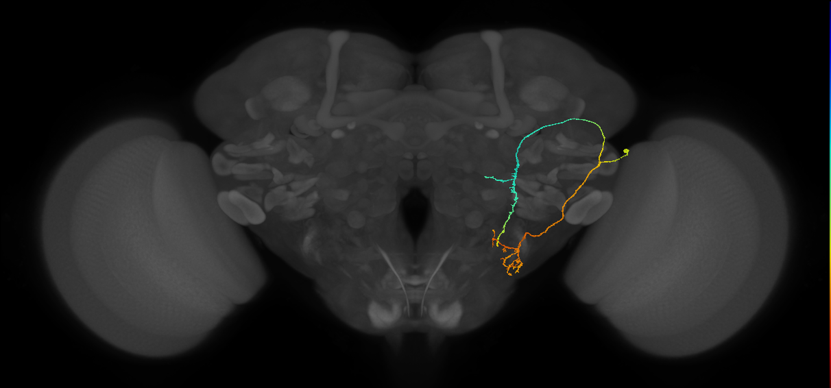 WED040_a_R (FlyEM-HB:1719958850)