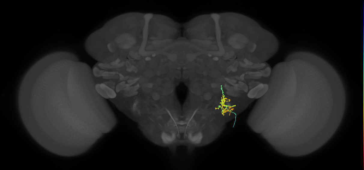 WED057_R (FlyEM-HB:5813098710)