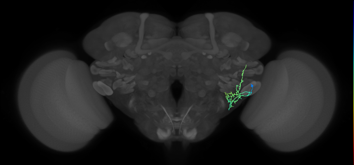 WED067_R (FlyEM-HB:2221994684)