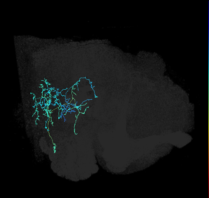 WED072_R (FlyEM-HB:2062404496)