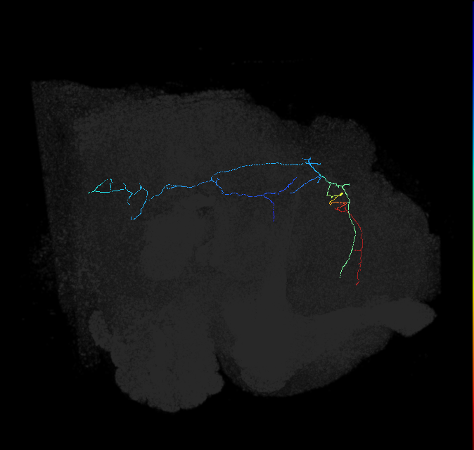 WED093(PDL27)_L (FlyEM-HB:820758075)