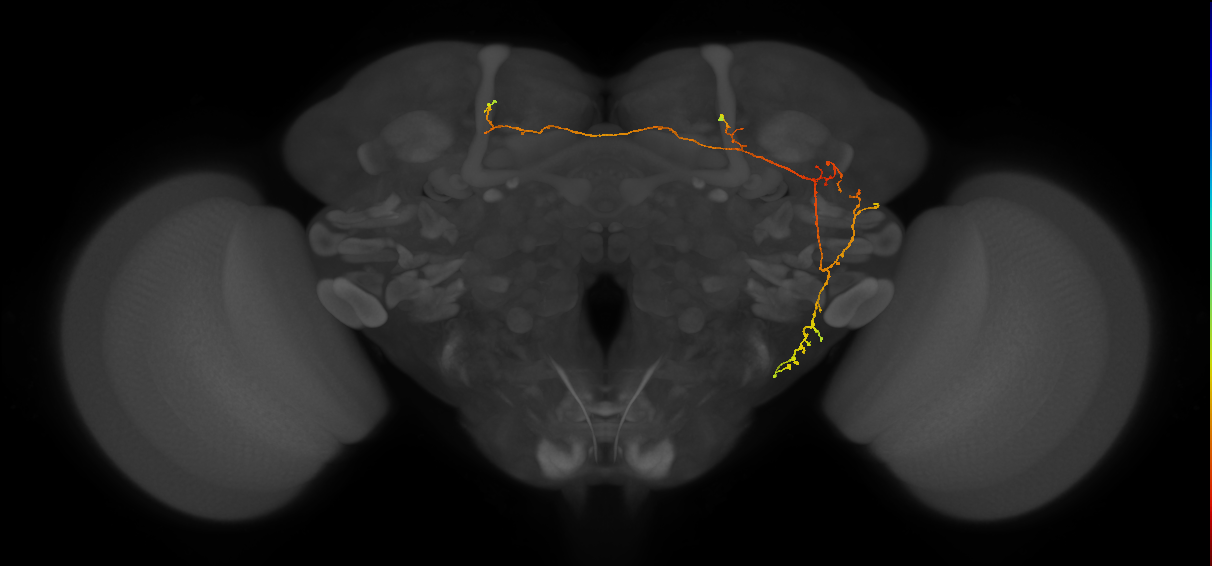 WED093(PDL27)_L (FlyEM-HB:820758075)