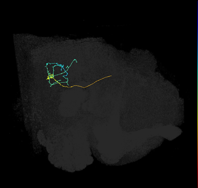 WED103_R (FlyEM-HB:1316331810)