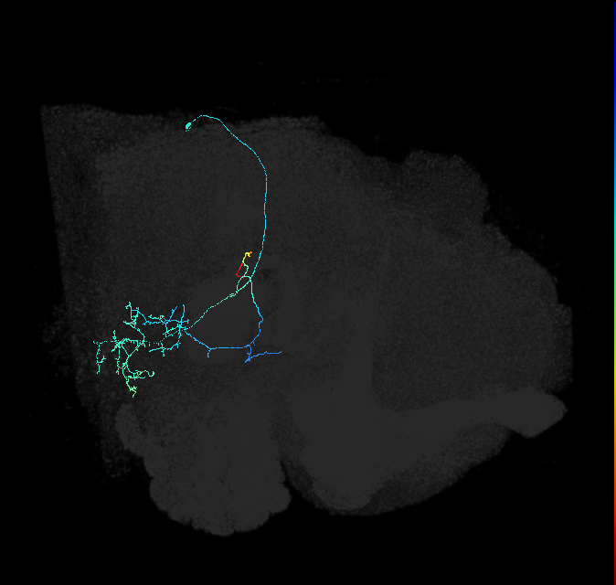 WED118_a_R (FlyEM-HB:1846886284)