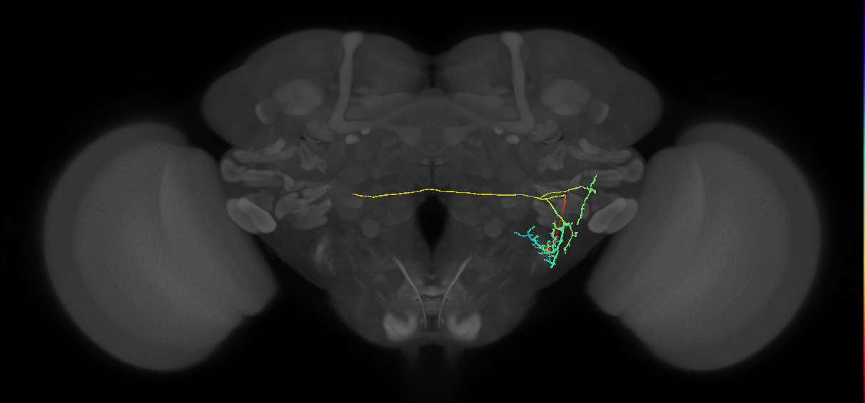 WED118_a_R (FlyEM-HB:1846886284)