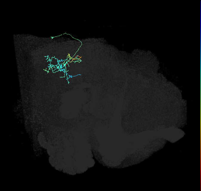 WED139_R (FlyEM-HB:1807005756)