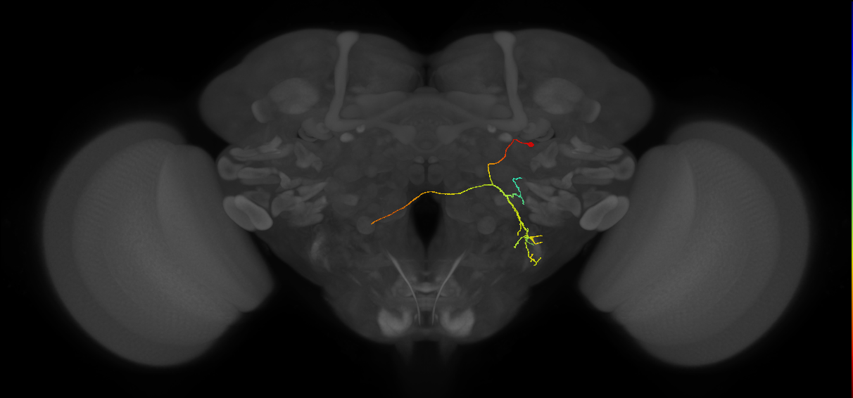 WED150_R (FlyEM-HB:2031407907)