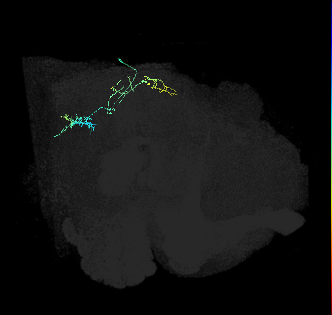 WED164_R (FlyEM-HB:1775966739)